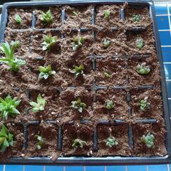 ハオルチア 各種の画像