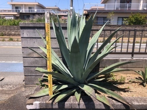 特大　アガベ  アオノリュウゼツラン　耐寒性