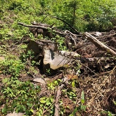 薪　　伐採した杉、雑木、約1年6ヶ月乾燥してます。の画像