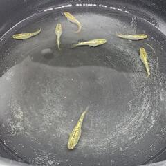 琥珀ラメメダカ無選別の画像