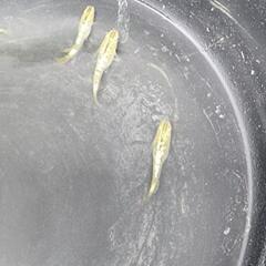 琥珀ラメメダカ無選別の画像