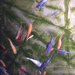 🐸メダカ交換会参加者募集中🐟無料❣️