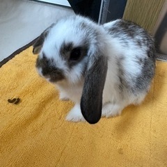 ロップイヤーの里親募集（5羽）