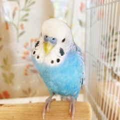 セキセイインコ　オス里親募集
