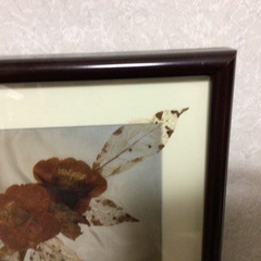 押し花額　椿の画像