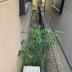 シマネトリコ　全て　5cm〜170cm位まであります。