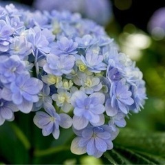 あじさい　てまりてまり　お譲りしますの画像