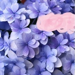 あじさい　てまりてまり　お譲りします