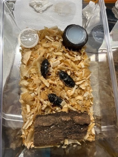 オオクワガタ、コクワガタ、オス、メス　飼育ケースコバエシャッター