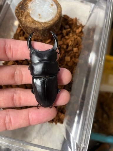 オオクワガタ、コクワガタ、オス、メス　飼育ケースコバエシャッター