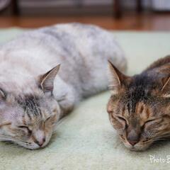 3歳　猫の姉妹　6/1現在も里親さんを探しています