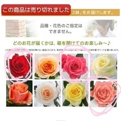 セントラルローズ 大輪系ミニバラ 決まりましたの画像