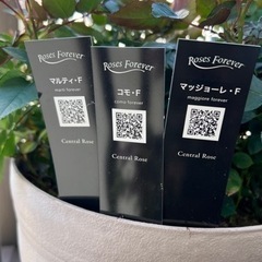 セントラルローズ 大輪系ミニバラ 決まりましたの画像