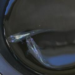 下町メダカ 虹孔雀メダカ 卵10個＋‪α