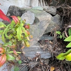 庭石の画像