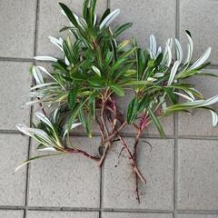 ガザニア