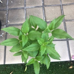 菊芋　苗　1鉢