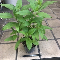 菊芋　苗　1鉢の画像
