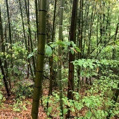 竹　無料