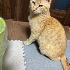 ヤンチャで可愛いチャトラちゃんの里親募集です。