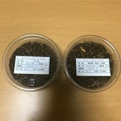 ギラファノコギリ アマミノコギリ クワガタ幼虫