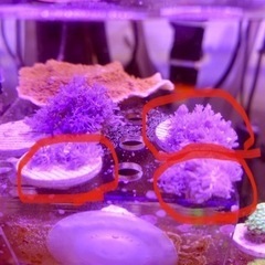 ウスコモンサンゴ　の画像