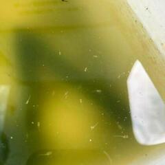 【5/14,15限定】ｻﾌｧｲｱメダカの針子50匹＋αの画像