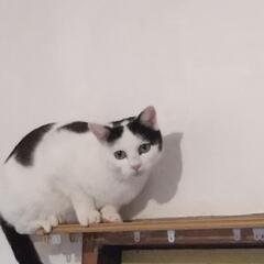 避妊手術済みの黒白のメス猫ちゃんです　未捕獲