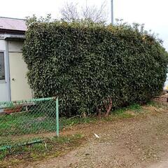 草むしりお庭手入れ、刈込、掃除