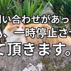 里親募集