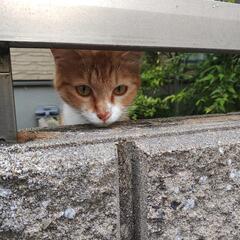 茶トラねこ
