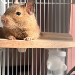 デグー 