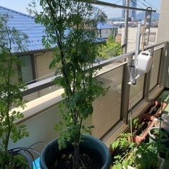 パクチー　