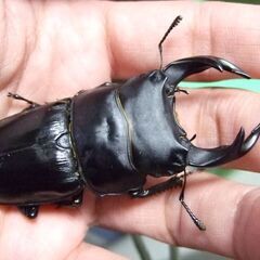 京都府産オオクワガタ F1 ♂70.5ミリ♀47ミリの画像