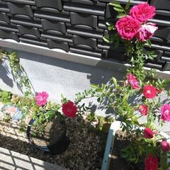 ミニバラ1鉢　花　母の日