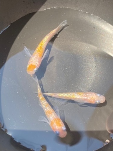 上州めだか　王華　トリオ