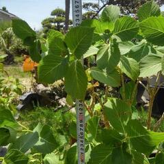 アジサ鉢植え