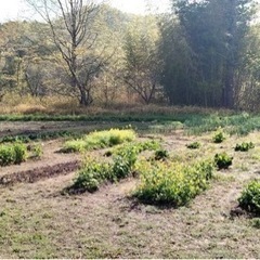 農業を一緒に出来る方を募集してます