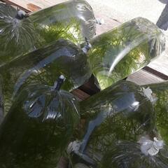 ウィローモス【水草】の画像