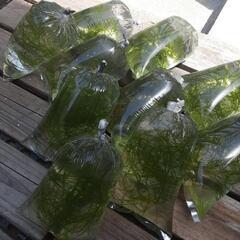 ウィローモス【水草】