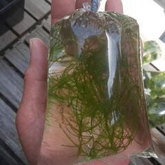 ウィローモス【水草】の画像