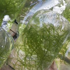 ウィローモス【水草】の画像