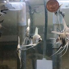 ゼブラ模様エンゼルフィッシュ