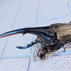 ヘラクレスヘラクレス♂146ミリ