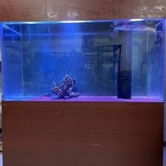 引き取り限定】ガラス水槽 水槽台 スネークヘッド チャンナ