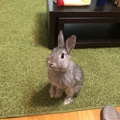 うさぎの里親募集