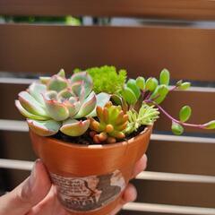 多肉植物の寄せ植えですの画像