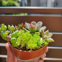多肉植物の寄せ植えですの画像