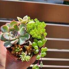 多肉植物の寄せ植えですの画像