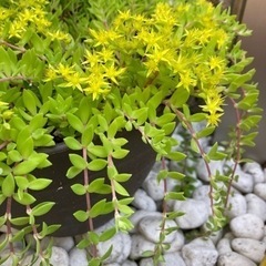 多肉植物万年草、ネックレスなど